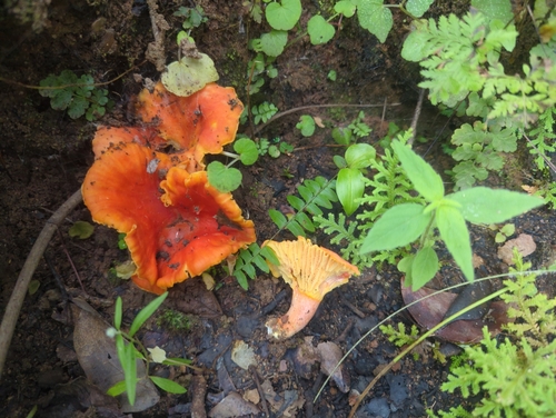 Afrocantharellus symoensii