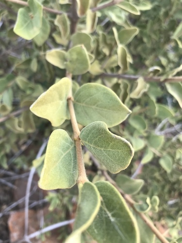 Afrocanthium gilfillanii (Velvet rock alder) — photo