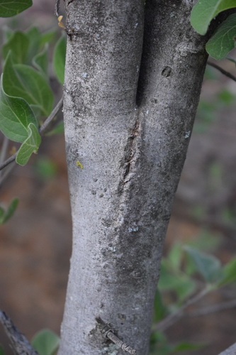 Afrocanthium gilfillanii (Velvet rock alder) — photo