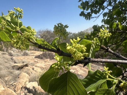 Afrocanthium lactescens (Gummy canthium) — photo