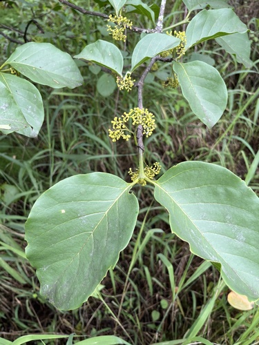 Afrocanthium lactescens