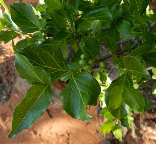 Afrocanthium mundianum (Rock alder) — photo