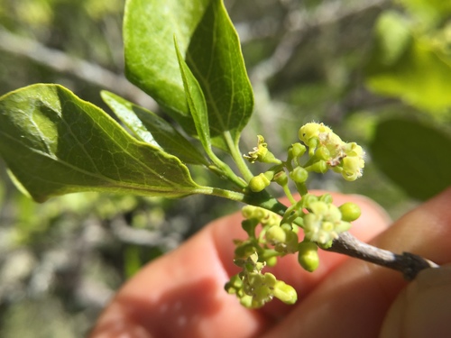 Afrocanthium mundianum (Rock alder) — photo