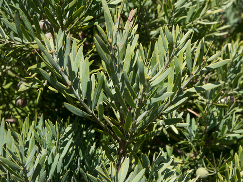 Afrocarpus falcatus (East African Yellowwood) — photo