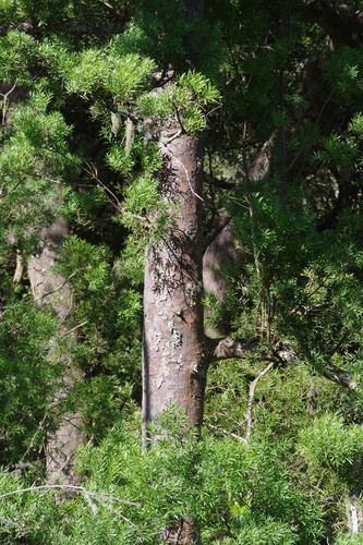 Afrocarpus falcatus (East African Yellowwood) — photo