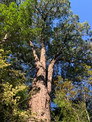 Podocarpaceae