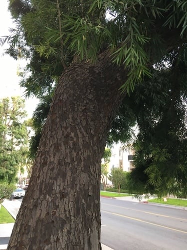 Afrocarpus gracilior (African fern pine) — photo