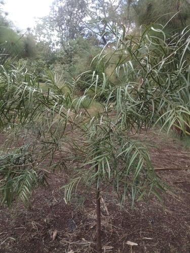 Afrocarpus gracilior (African fern pine) — photo