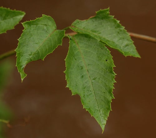 Afrocayratia ibuensis — photo