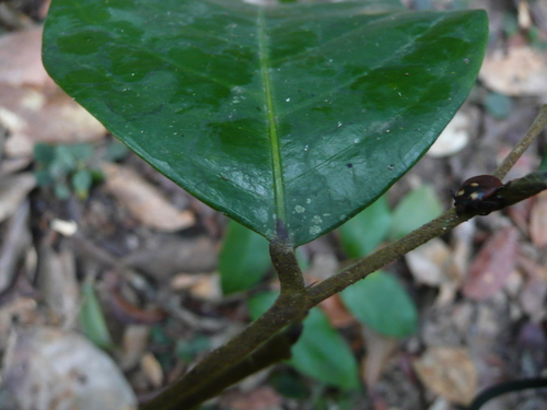 Afrolicania elaeosperma (Mahogany nut) — photo