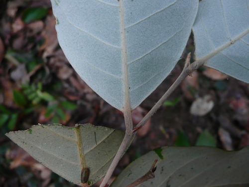 Afrolicania elaeosperma (Mahogany nut) — photo