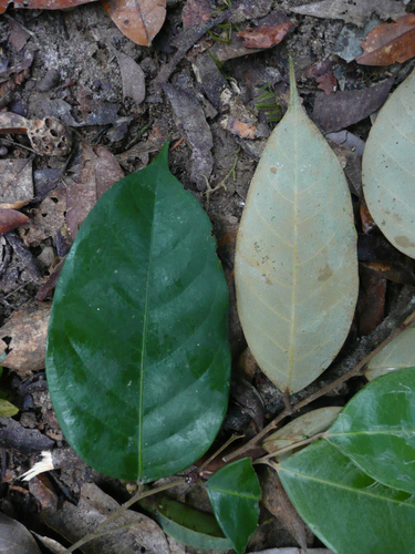 Afrolicania elaeosperma