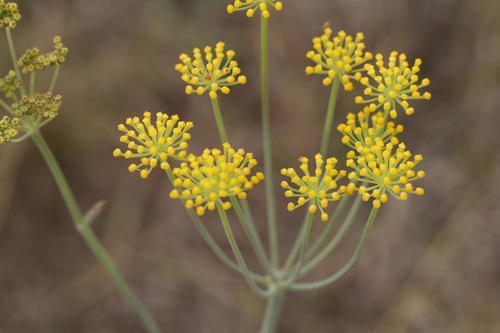Afrosciadium magalismontanum — photo