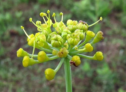 Afrosciadium magalismontanum — photo