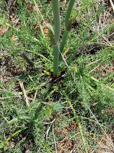 Afrosciadium magalismontanum