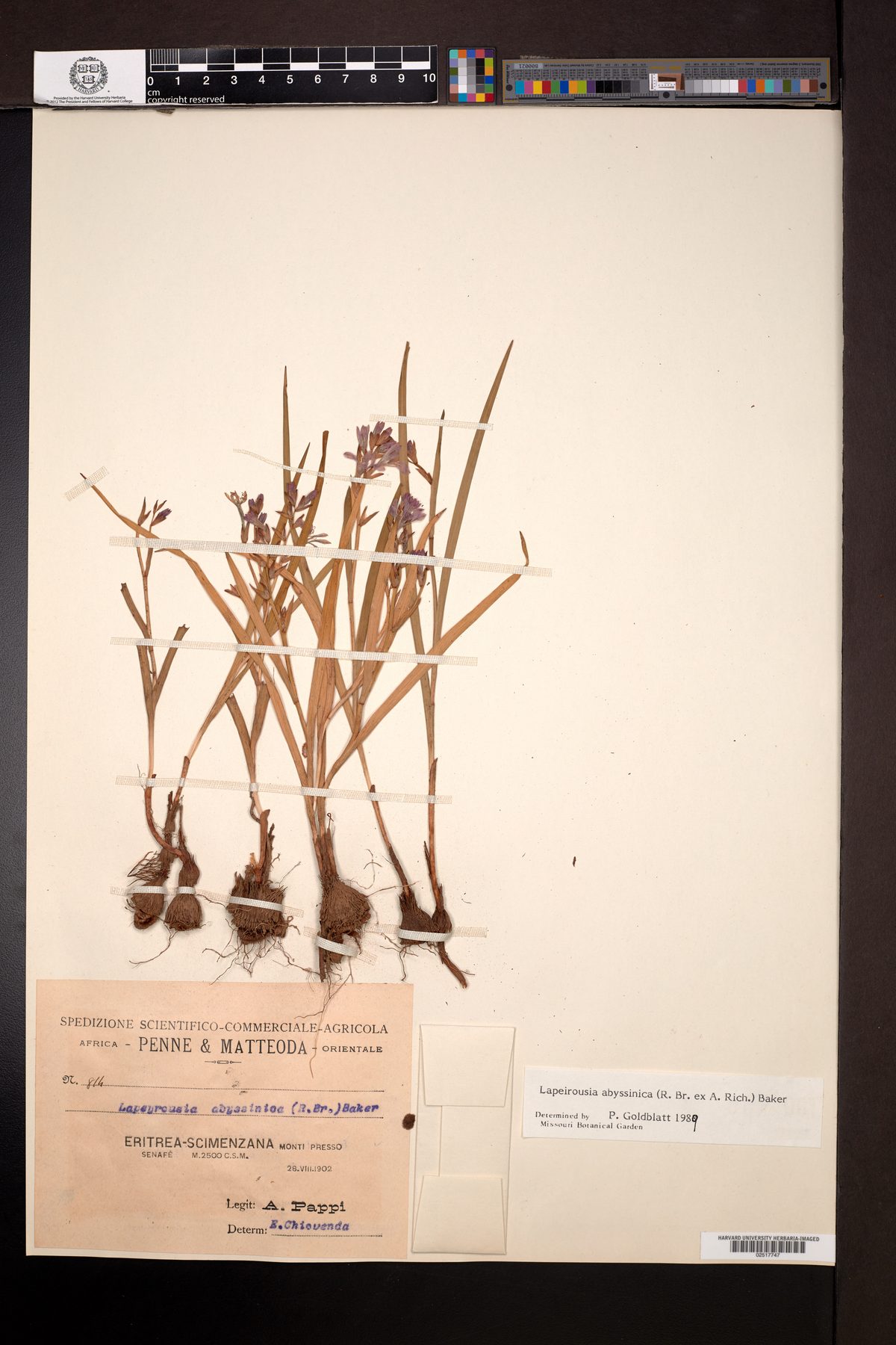 Afrosolen abyssinicus