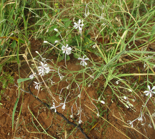 Afrosolen bainesii — photo