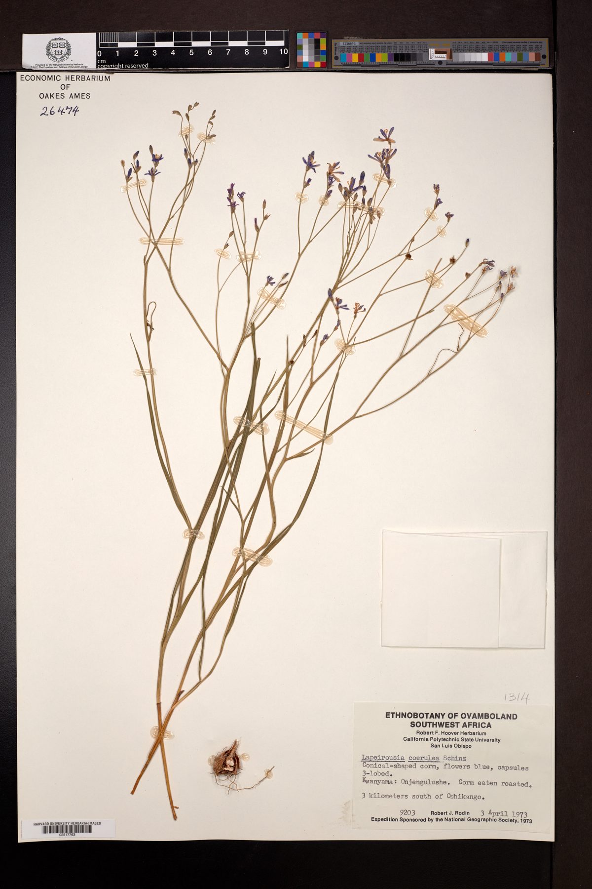 Afrosolen coeruleus — photo
