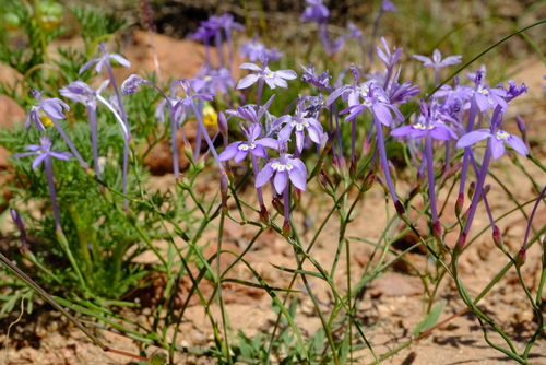 Afrosolen gracilis