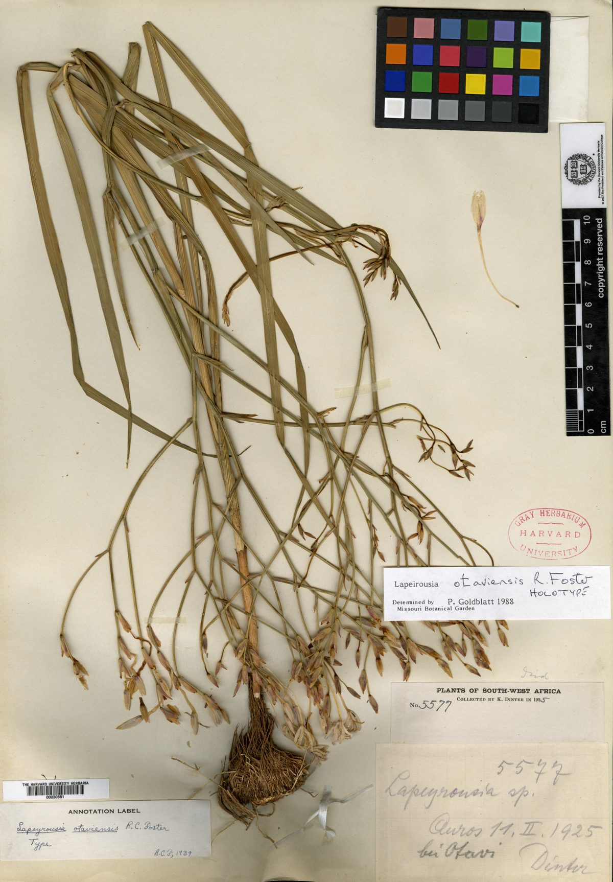 Afrosolen otaviensis — photo
