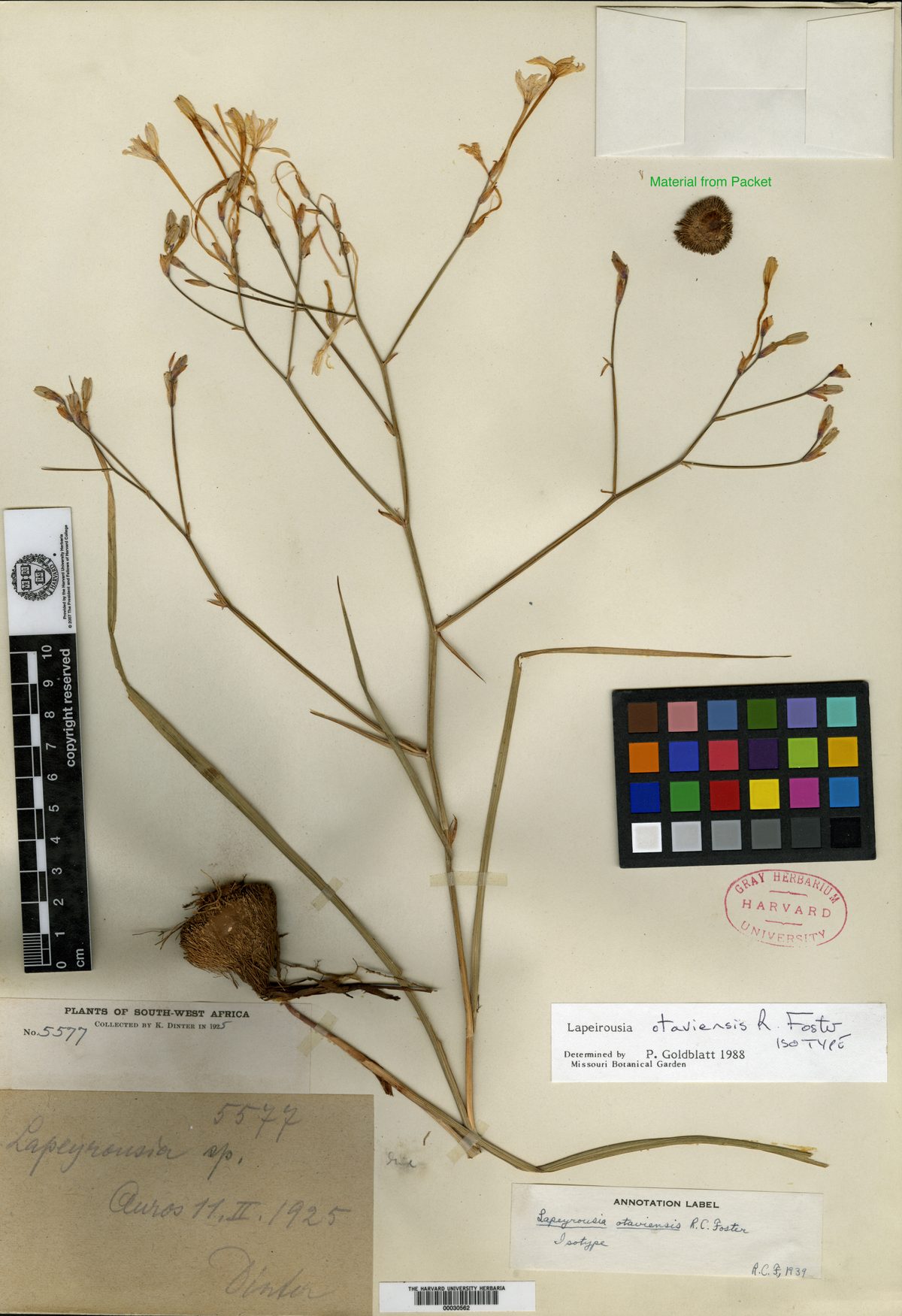 Afrosolen otaviensis — photo