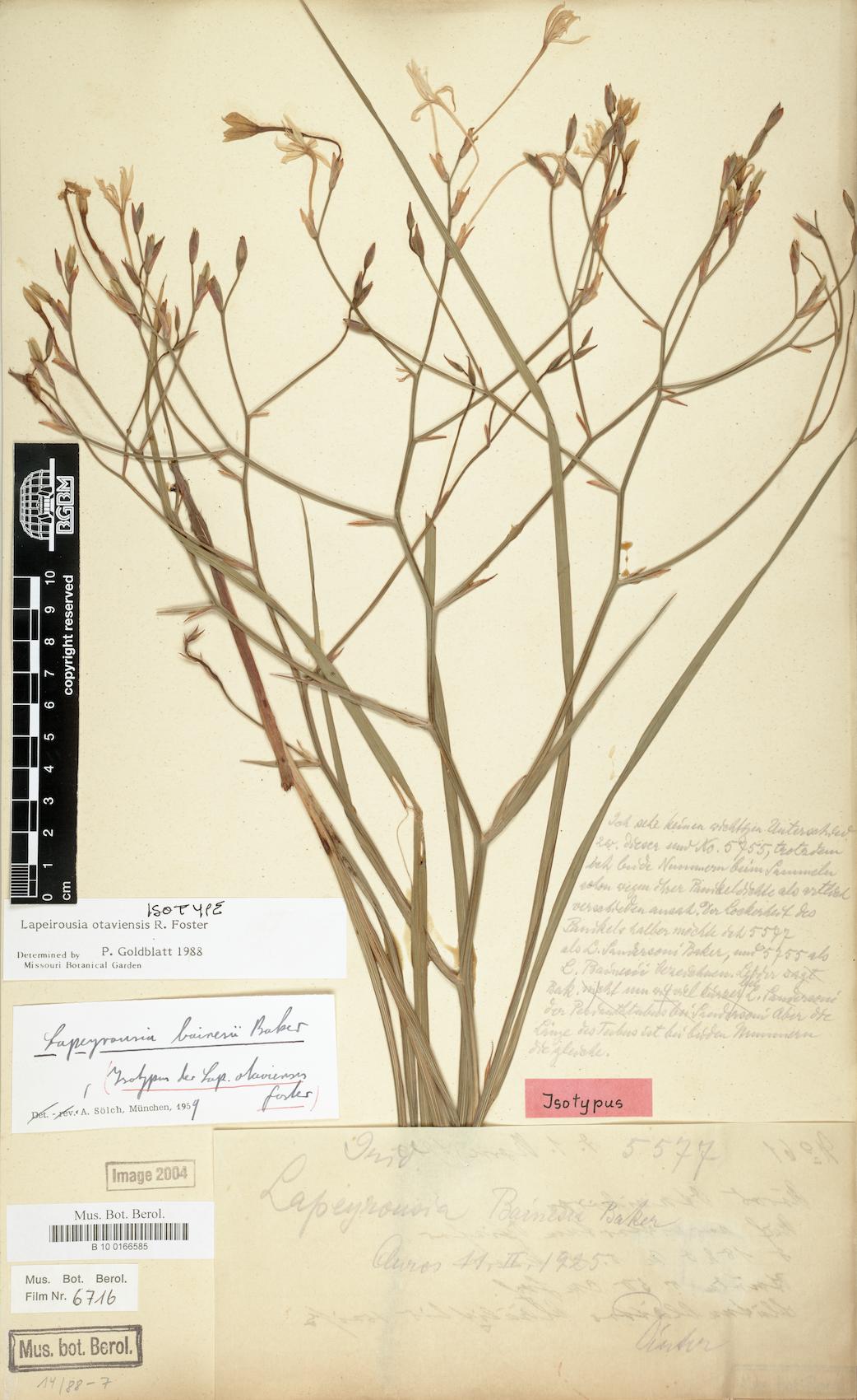 Afrosolen otaviensis