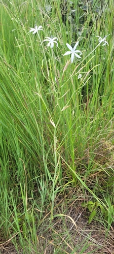 Afrosolen schimperi — photo