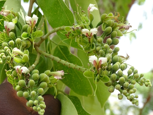 Afzelia africana (African mahogany) — photo