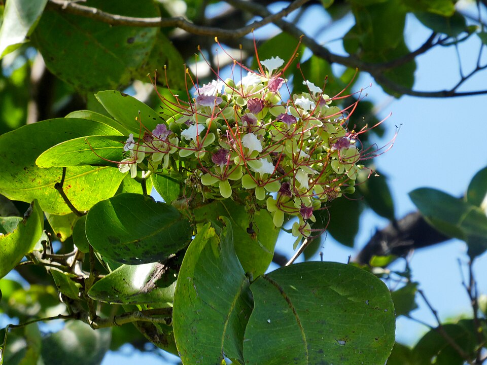 Afzelia bijuga (Fidji afzelia) — photo
