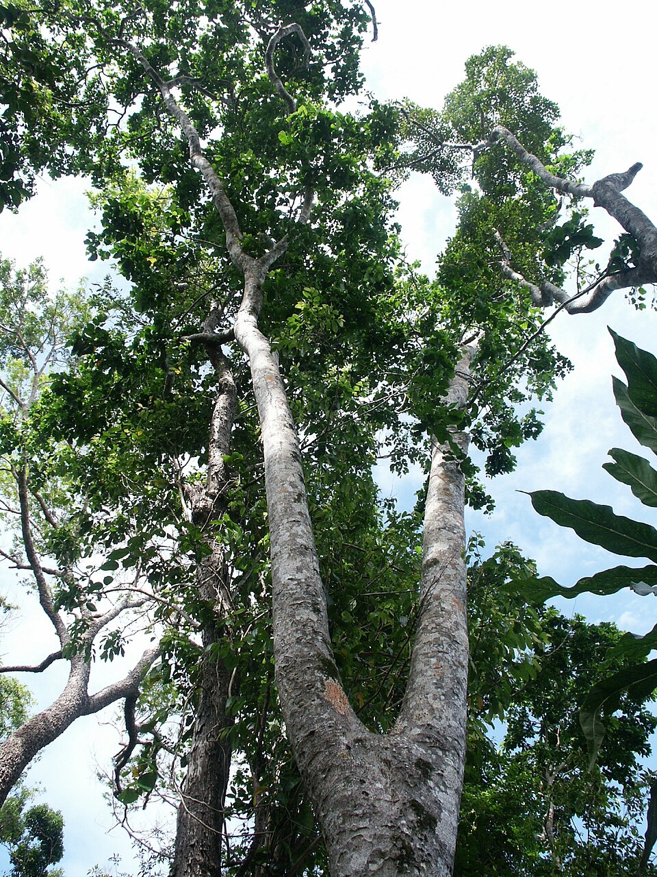 Afzelia bijuga