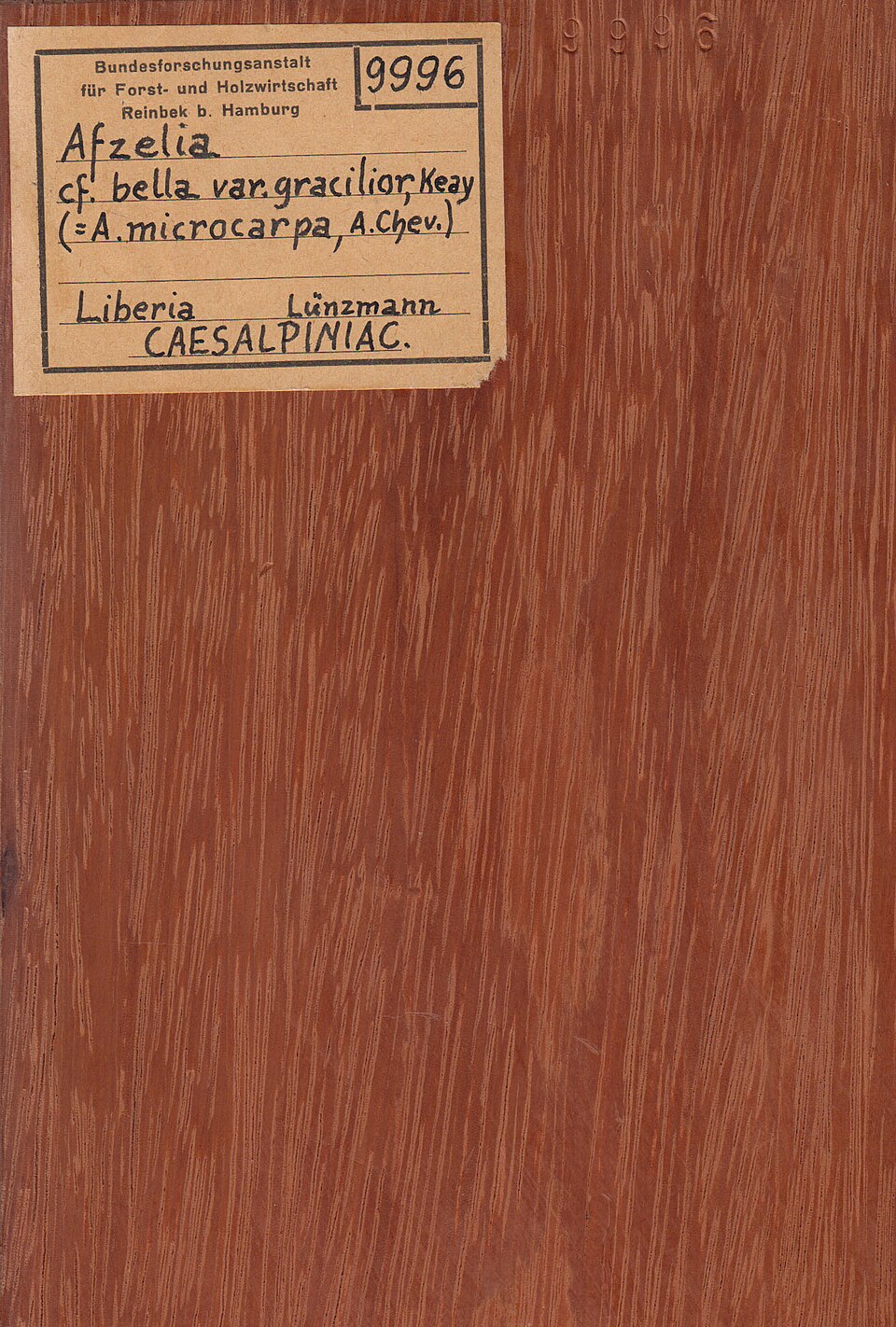 Afzelia bipindensis