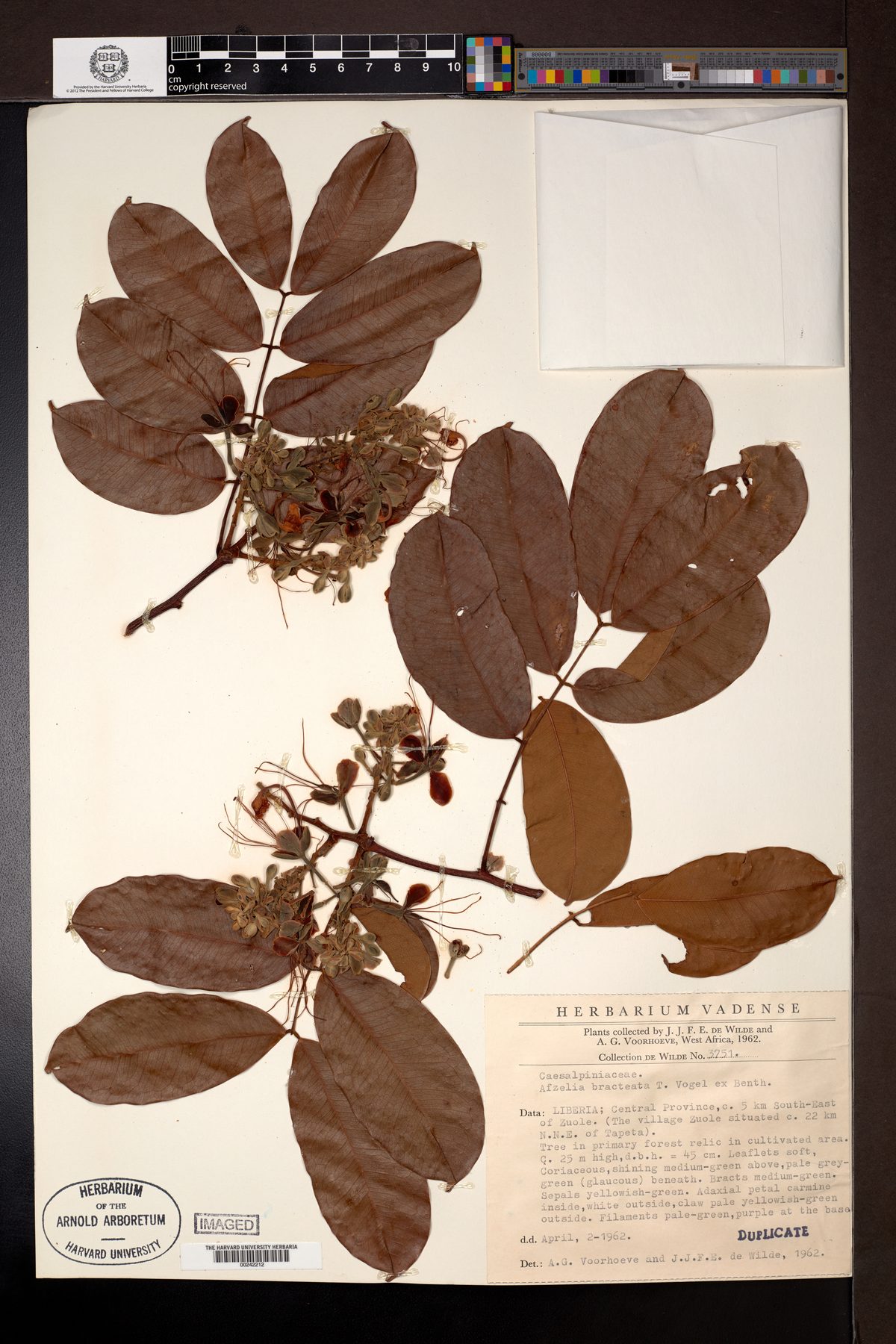 Afzelia bracteata
