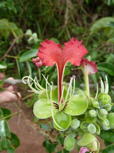 Afzelia parviflora — photo