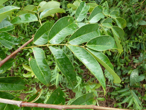 Afzelia parviflora — photo