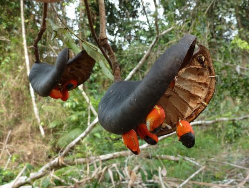 Afzelia parviflora