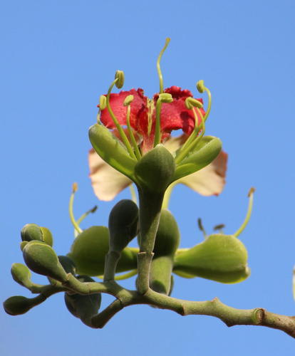 Afzelia quanzensis (Lucky bean) — photo
