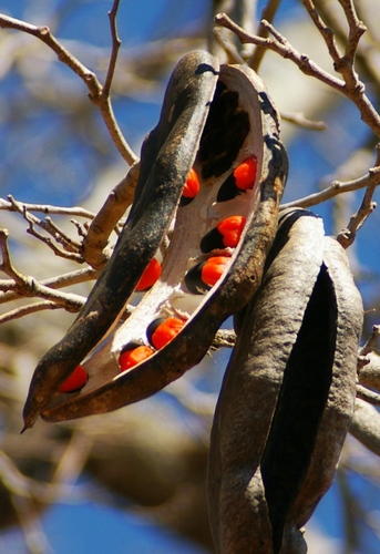 Afzelia quanzensis
