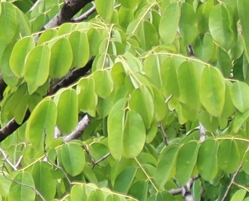 Afzelia xylocarpa (Rosewood) — photo