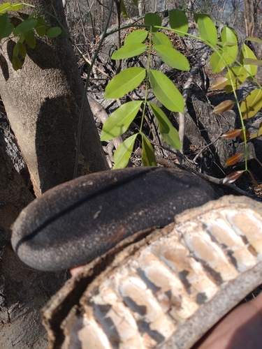 Afzelia xylocarpa (Rosewood) — photo
