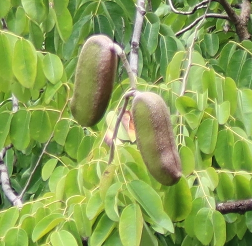 Afzelia xylocarpa