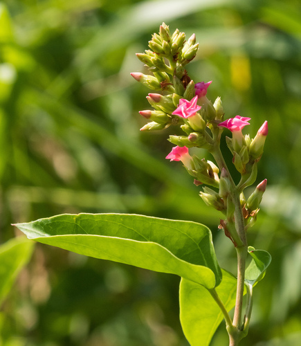 Aganonerion polymorphum (River-leaf) — photo