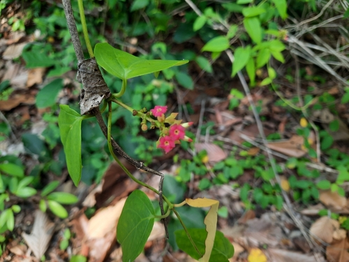 Aganonerion polymorphum (River-leaf) — photo