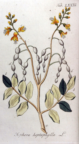 Aganope heptaphylla