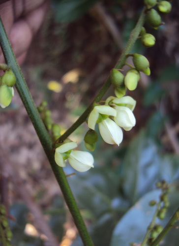 Aganope thyrsiflora — photo