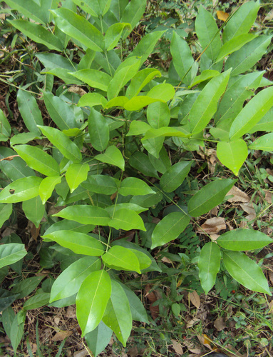 Aganope thyrsiflora