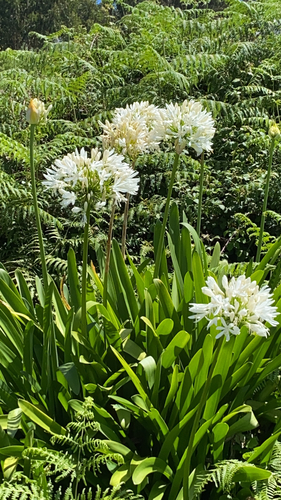 Agapanthus praecox var. minimus (African lily) — photo