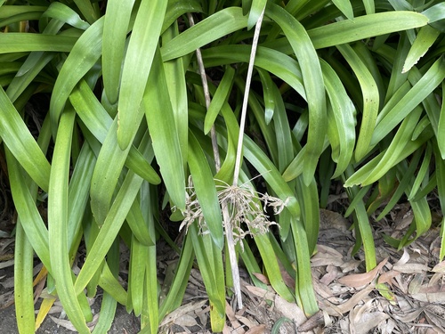Agapanthus praecox var. minimus (African lily) — photo