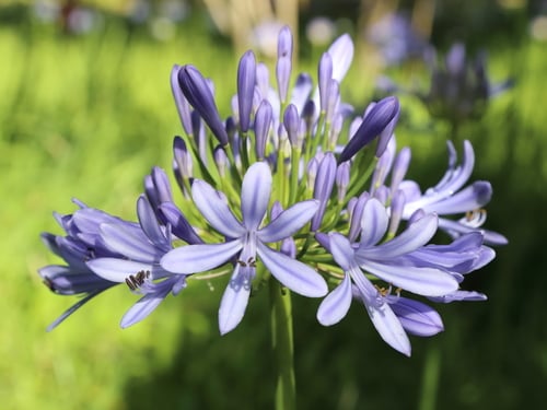 Agapanthus praecox var. minimus