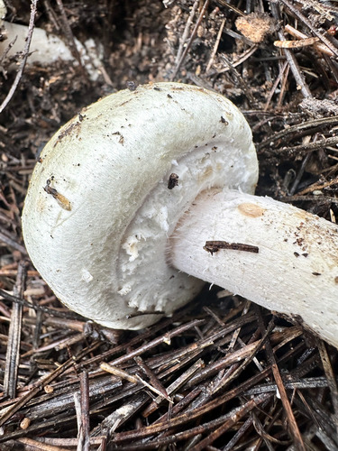 Agaricus abruptibulbus — photo