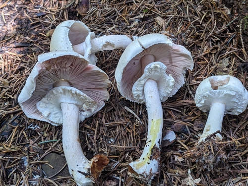 Agaricus abruptibulbus